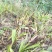 白及纯野生三叉白芨果夹
