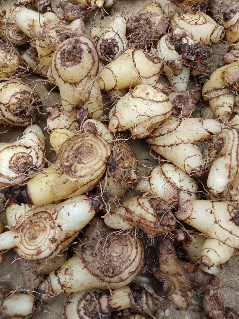 白及纯野生三叉白芨果夹