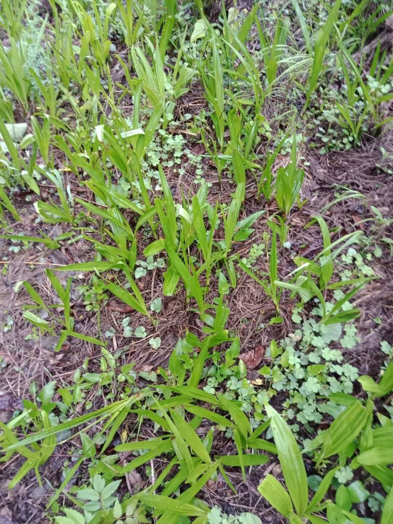 白及纯野生三叉白芨果夹