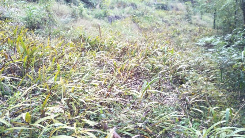 白及纯野生三叉白芨果夹