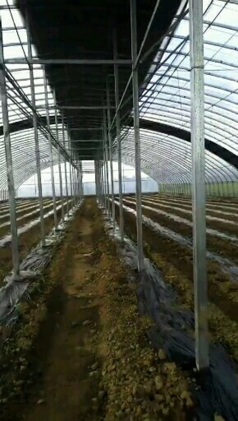 厂家定制养殖大棚，带保温被，自动卷帘机，包安装全国包邮
