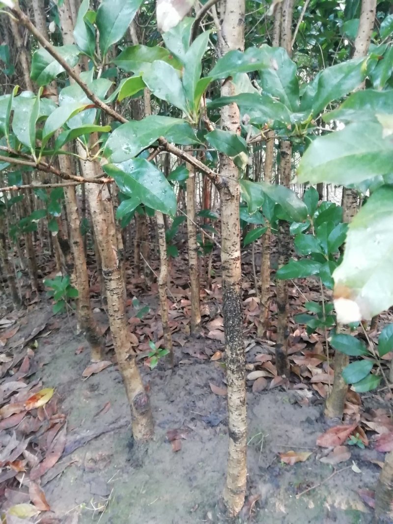 大量供应2公分到10公分粗壮桂花苗，量大优惠