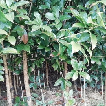 大量供应2公分到10公分粗壮桂花苗，量大优惠
