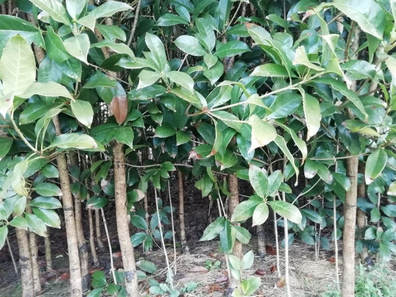 大量供应2公分到10公分粗壮桂花苗，量大优惠