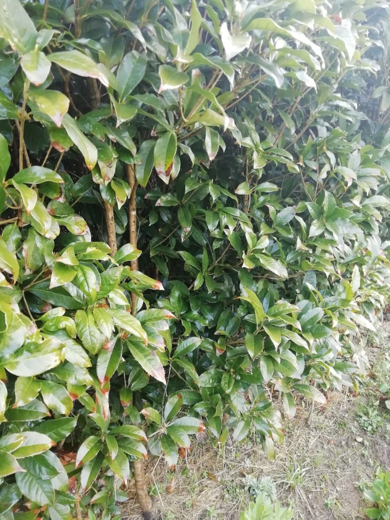 大量供应2公分到10公分粗壮桂花苗，量大优惠