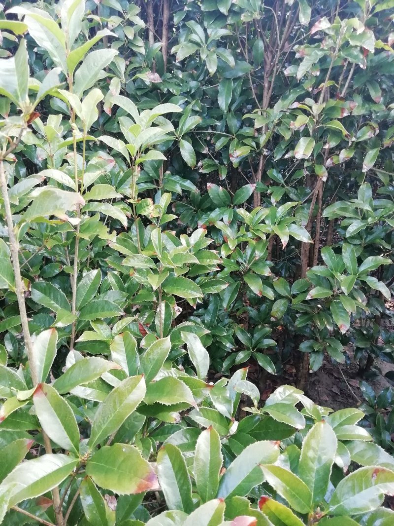 大量供应2公分到10公分粗壮桂花苗，量大优惠
