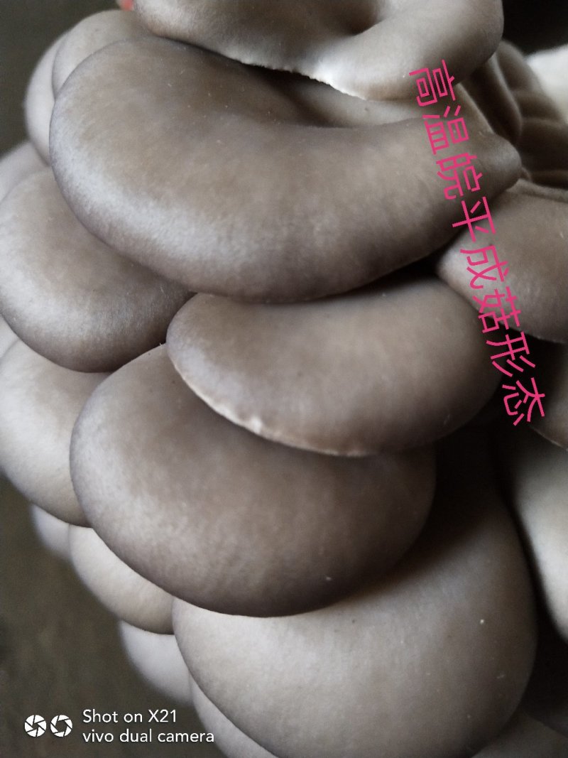 高温审定品种，‘高温皖平’及高温灰色‘伏99’母种，原种