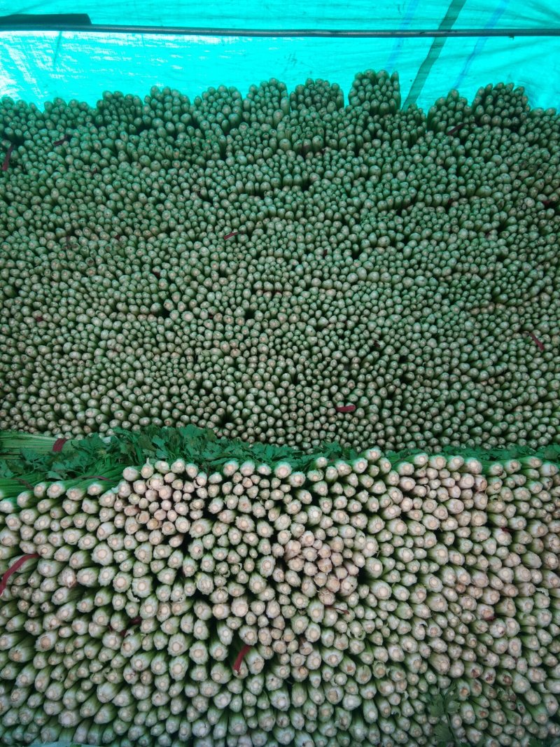【芹菜】河北邯郸永年皇后芹菜大量上市产地直发量大价优