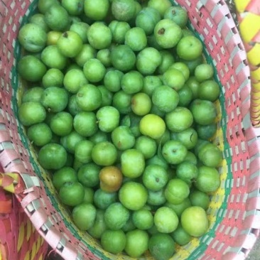 三月李青李三华李信宜钱排特产现摘现发