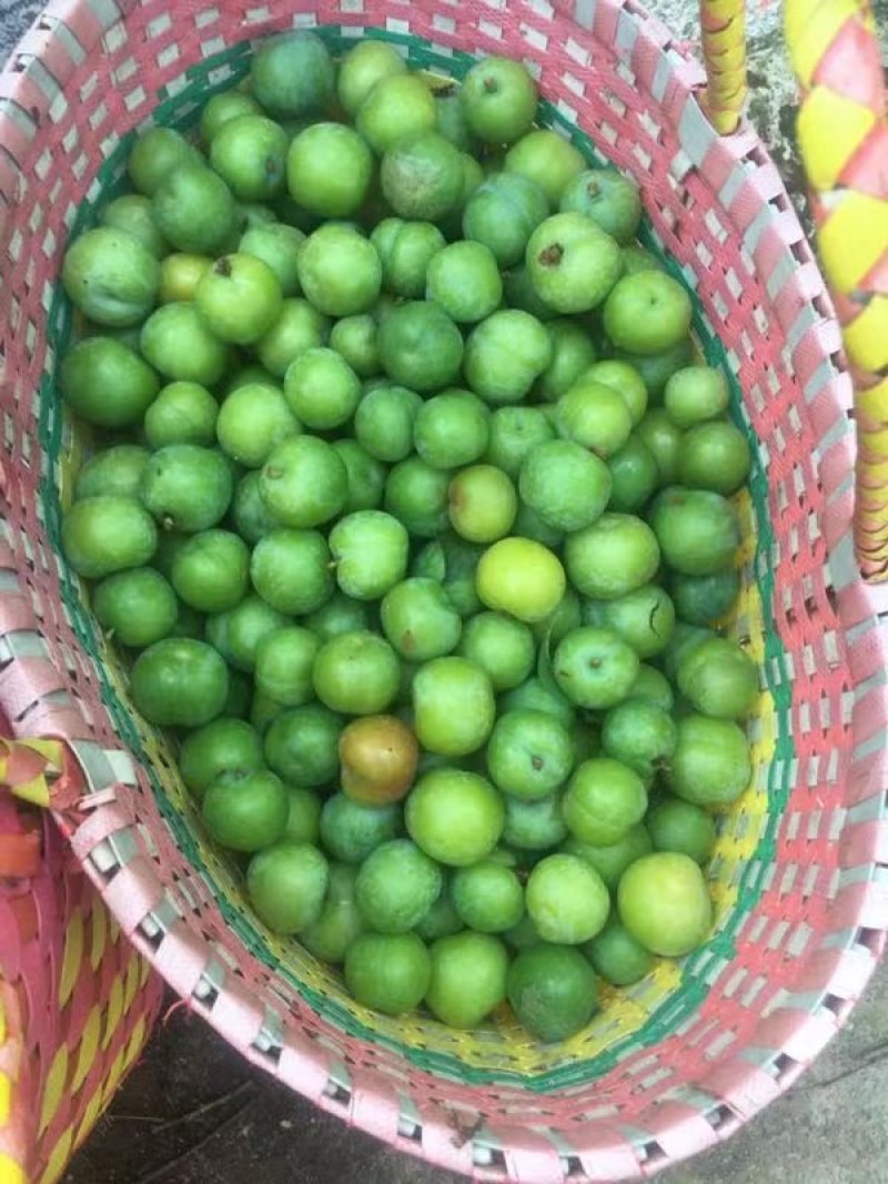 三月李青李三华李信宜钱排特产现摘现发