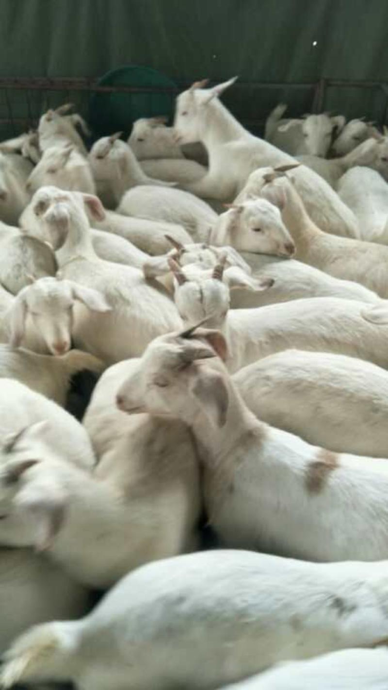 美国白山羊怀孕母羊买十只送种公羊全国包邮包技术
