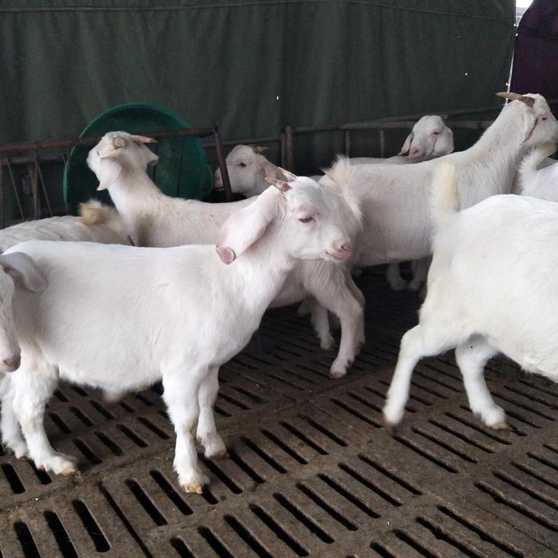 美国白山羊怀孕母羊买十只送种公羊全国包邮包技术