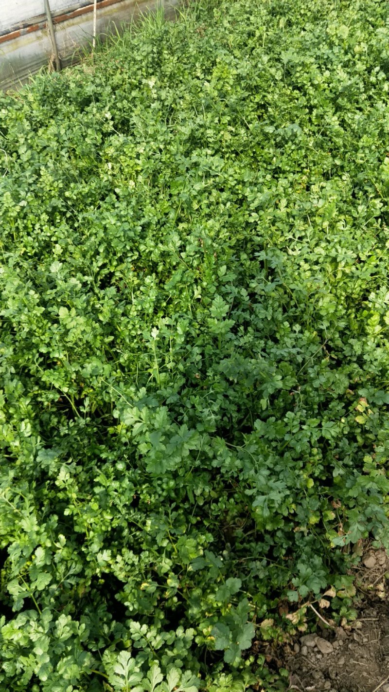 香菜