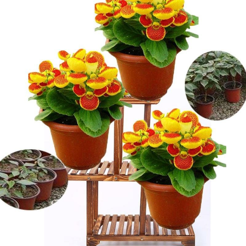 特大号一次性盆栽双色塑料花盆营养钵培育苗盆菊花加厚软花盆