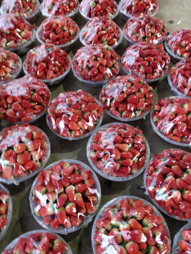 草莓🍓多的都不要钱了
