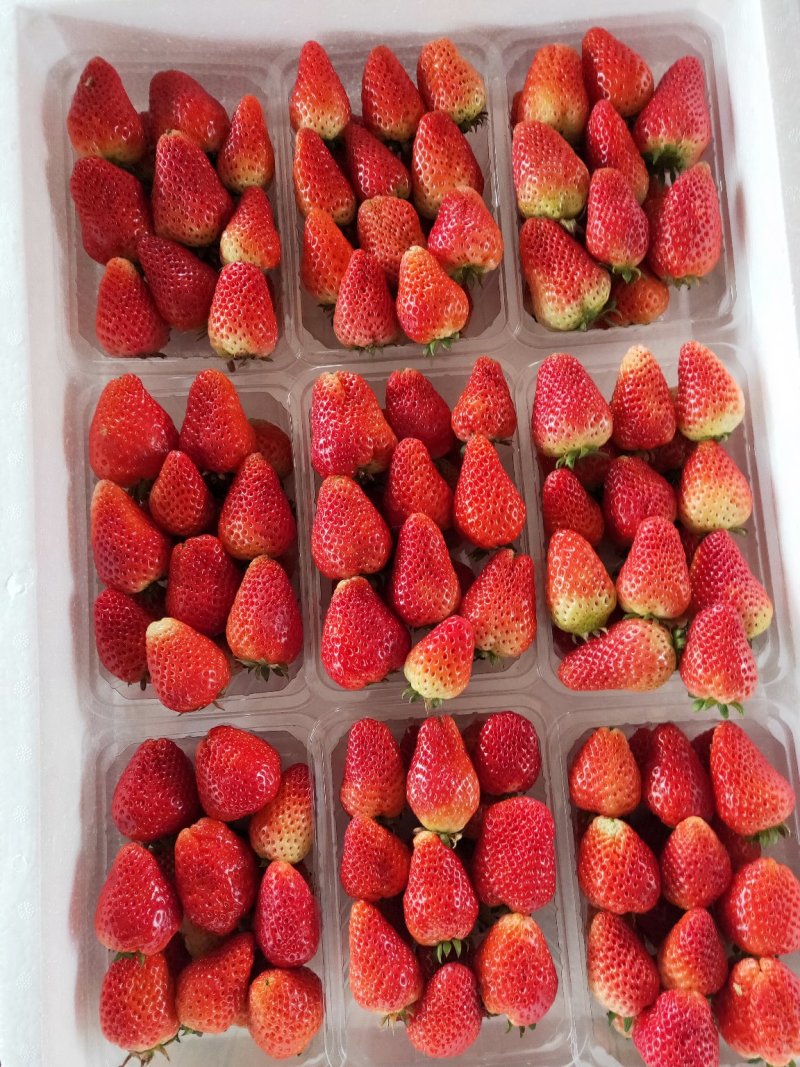 草莓🍓多的都不要钱了