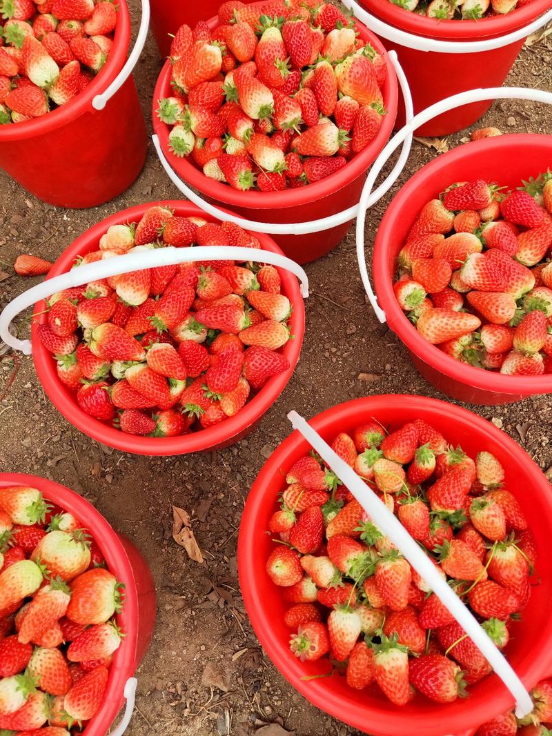 草莓🍓多的都不要钱了