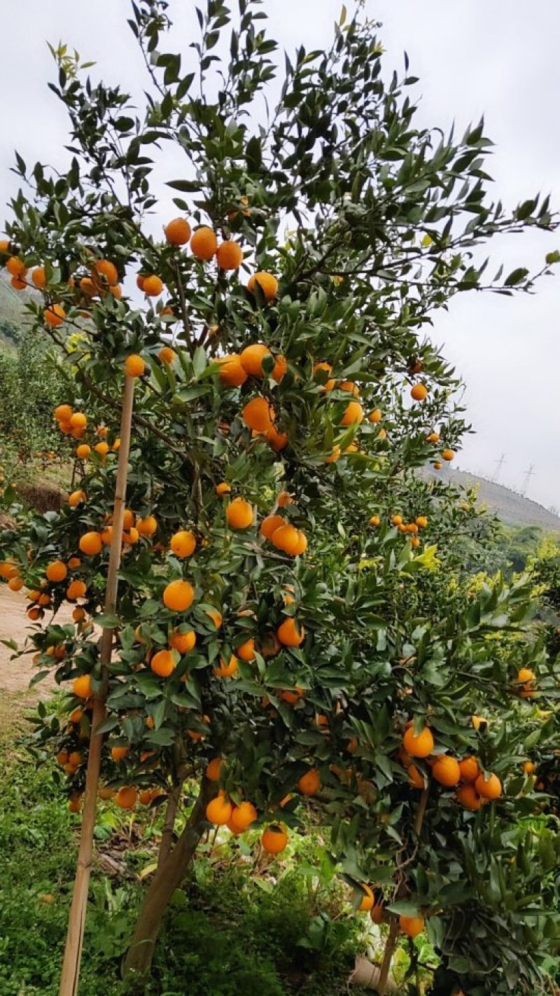 黄果柑