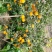 黄果柑
