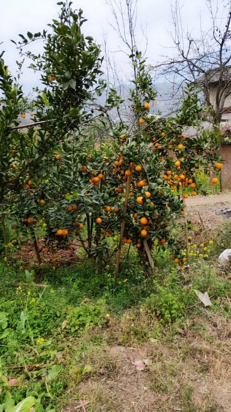黄果柑
