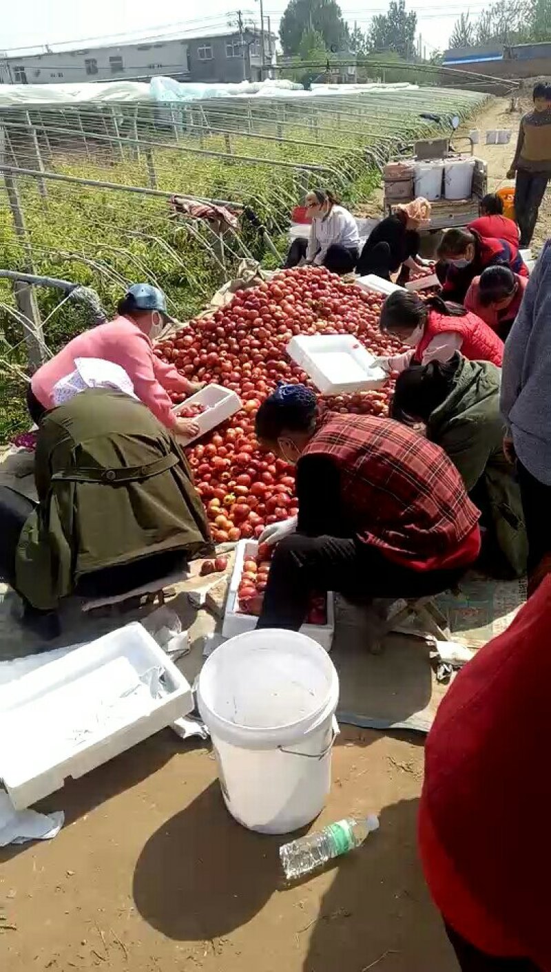 山东聊城冠县大棚油桃，绿化树