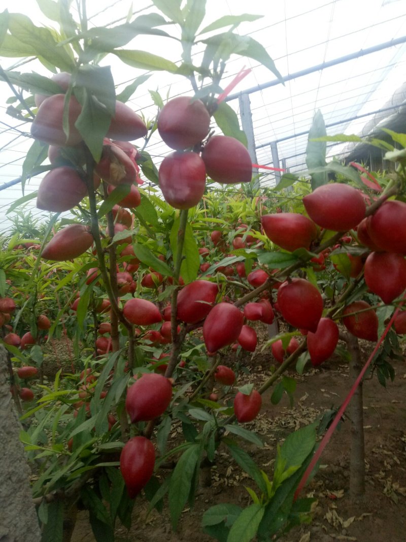 山东聊城冠县大棚油桃，绿化树