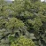 《政府扶贫》中花吴茱萸苗茶辣苗技术指导存活率高