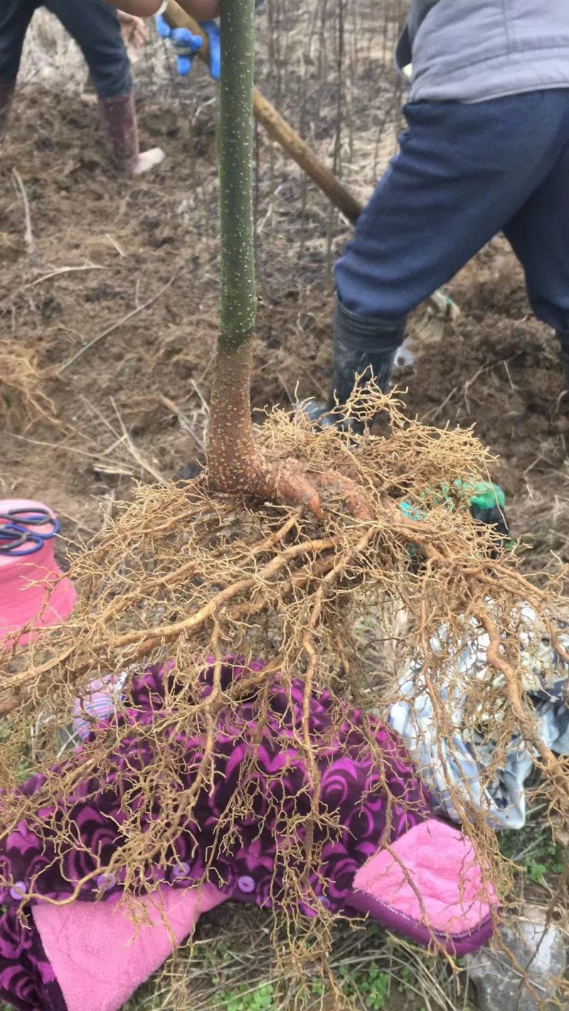《政府扶贫》中花吴茱萸苗茶辣苗技术指导存活率高