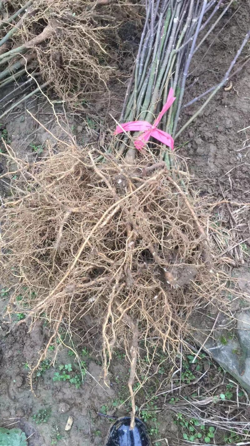《政府扶贫》中花吴茱萸苗茶辣苗技术指导存活率高