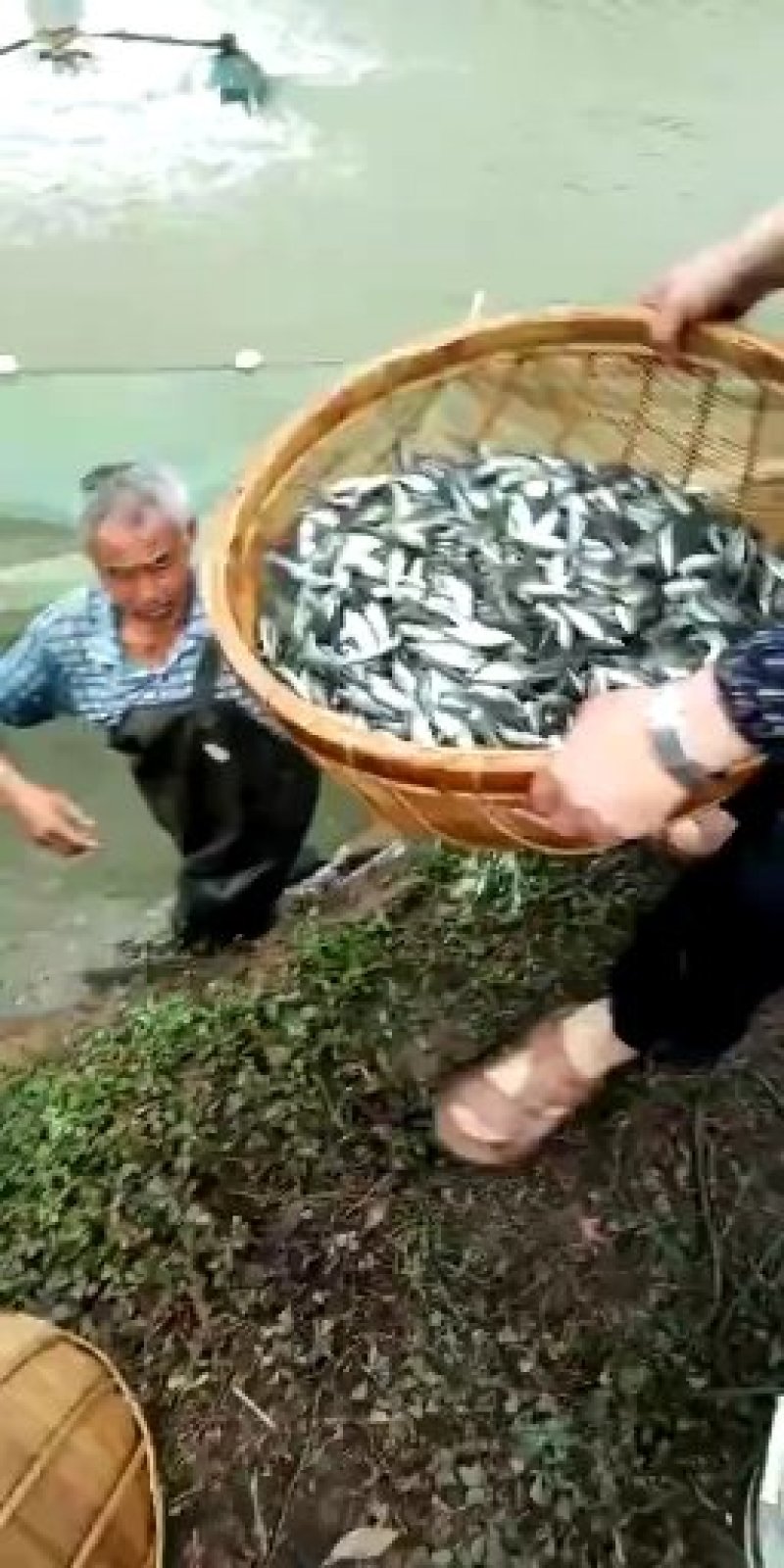 【加州鲈鱼苗】加州鲈苗优鲈三号，全吃饲料