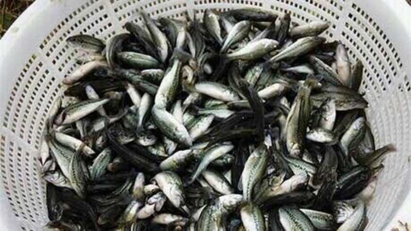 【加州鲈鱼苗】加州鲈苗优鲈三号，全吃饲料