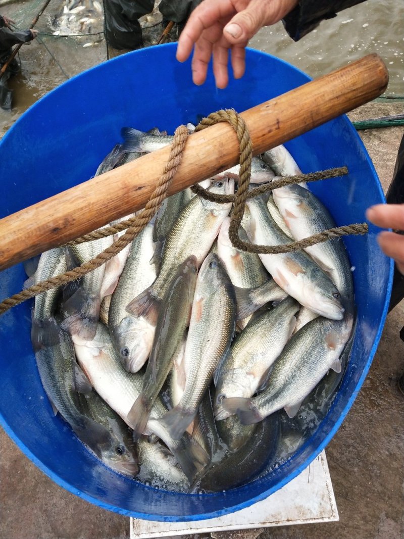【加州鲈鱼苗】加州鲈苗优鲈三号，全吃饲料