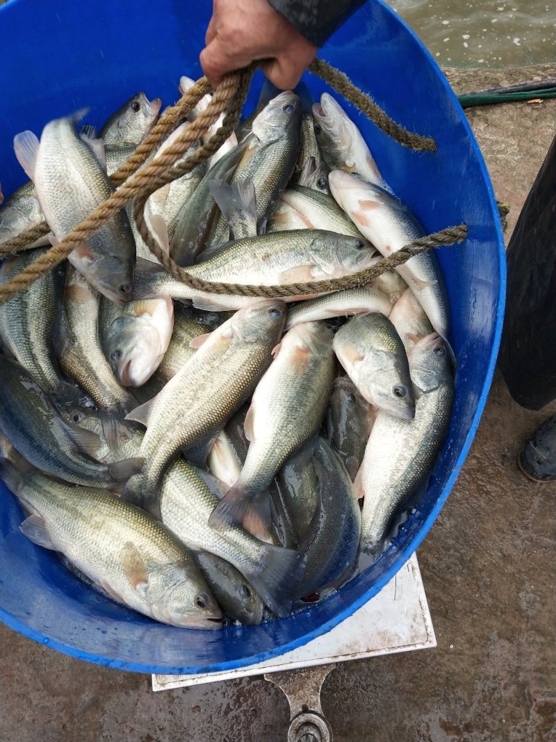 【加州鲈鱼苗】加州鲈苗优鲈三号，全吃饲料