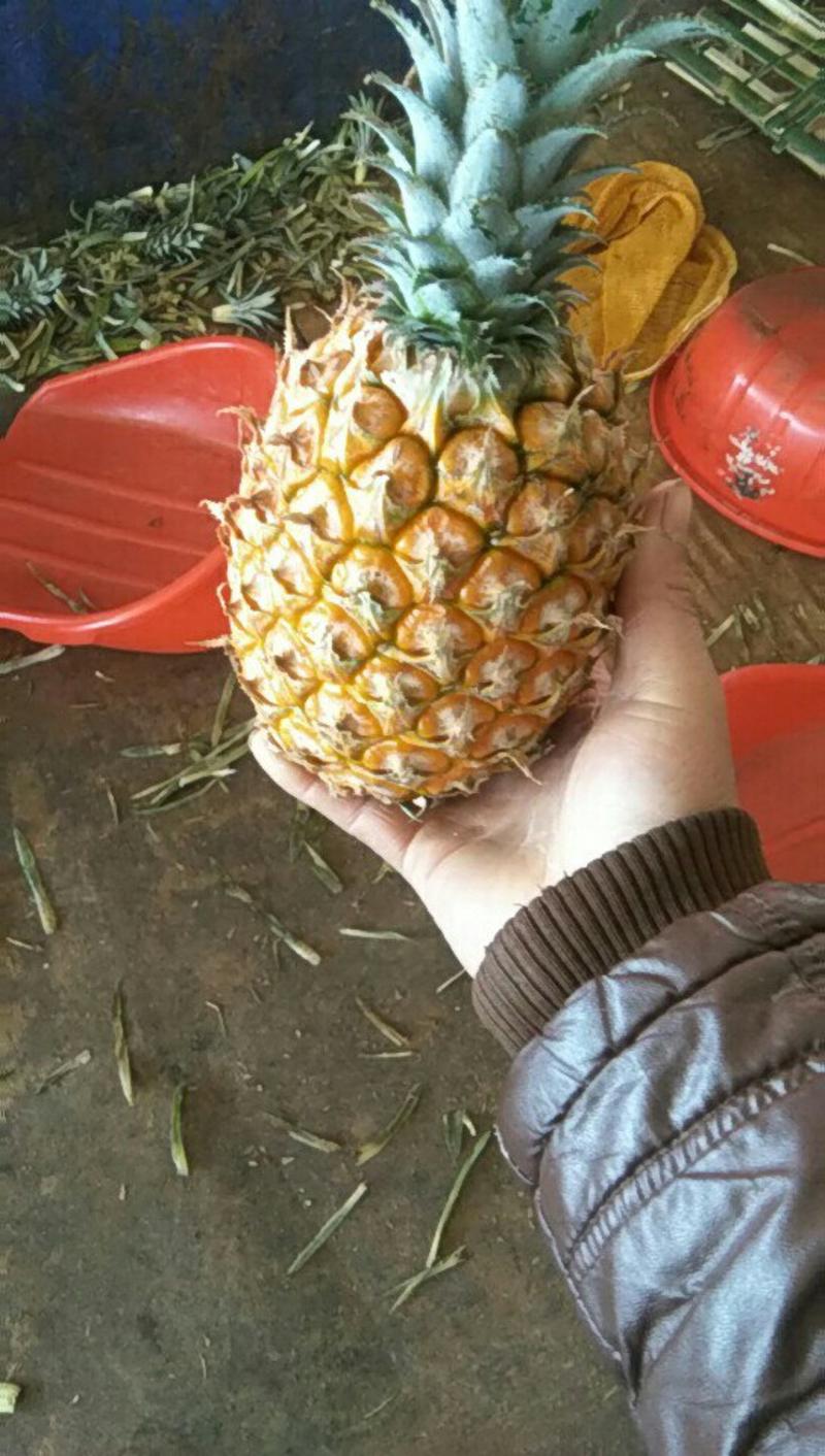 海南新鲜菠萝大中小规格，个头均匀