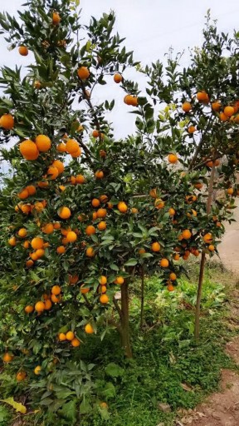 黄果柑