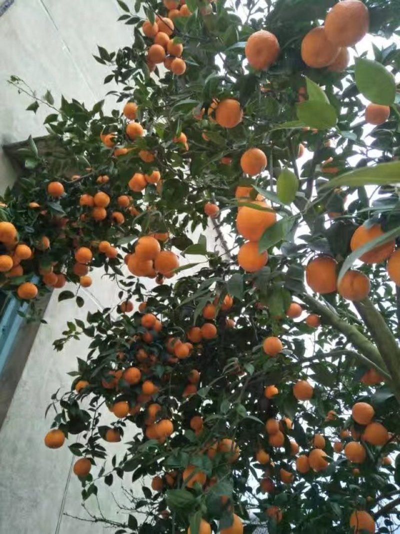 黄果柑