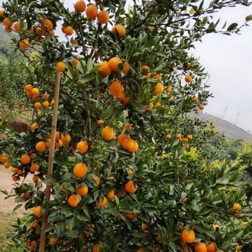黄果柑
