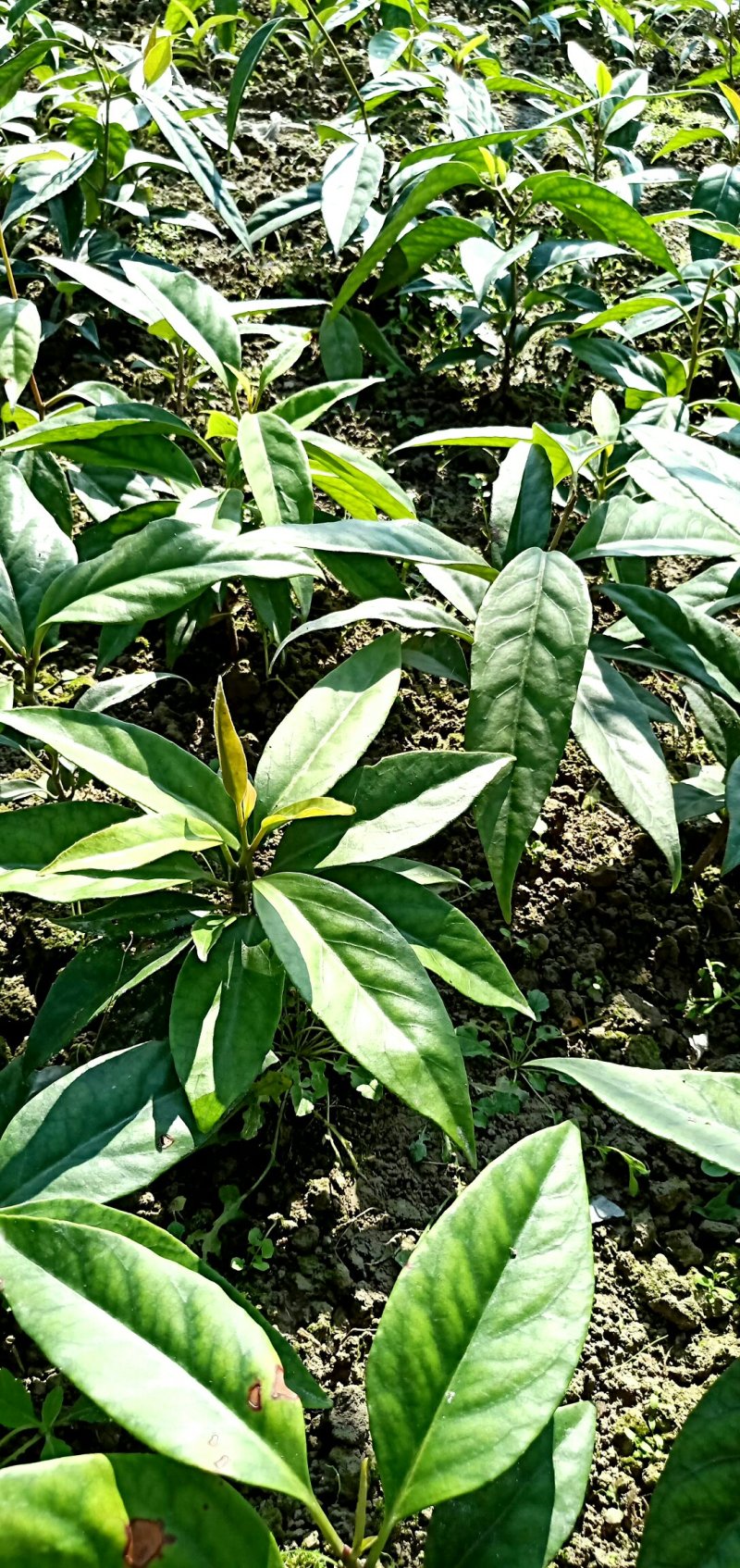 布福娜