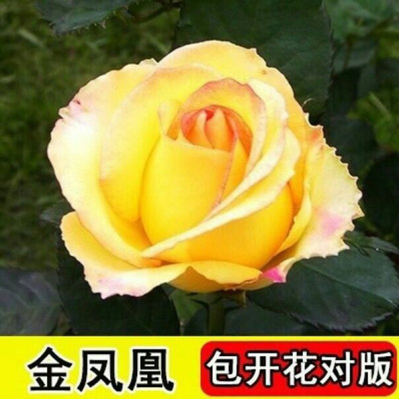 玫瑰花苗盆栽室内绿植花卉蓝色妖姬修剪发货