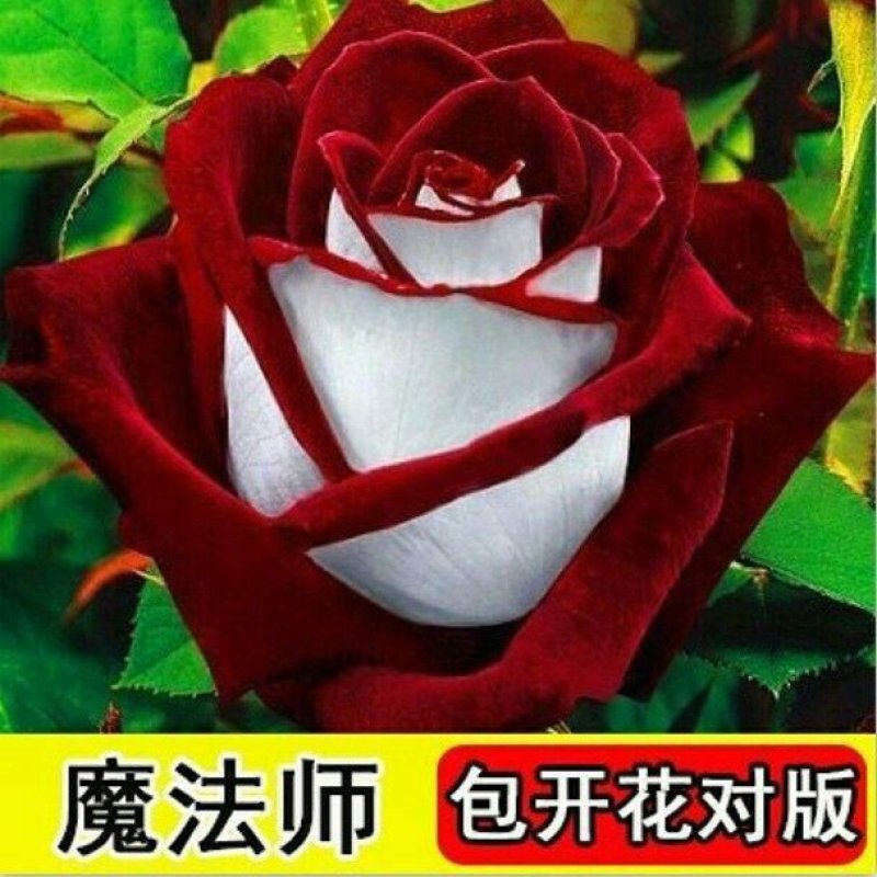 玫瑰花苗盆栽室内绿植花卉蓝色妖姬修剪发货