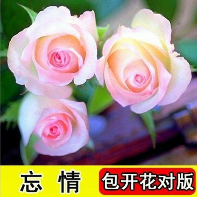 玫瑰花苗盆栽室内绿植花卉蓝色妖姬修剪发货