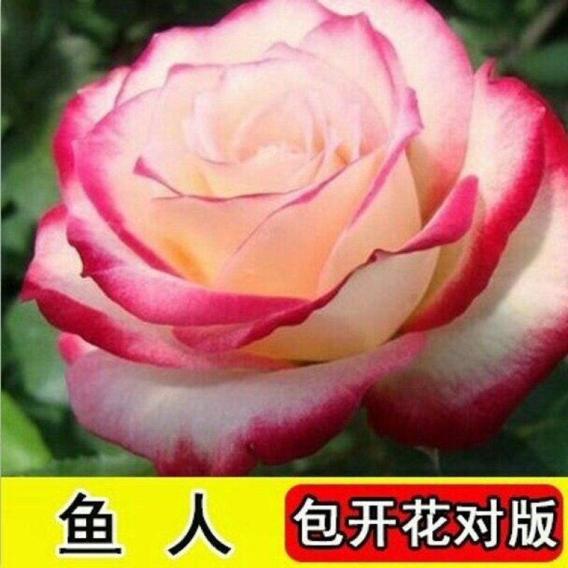 玫瑰花苗盆栽室内绿植花卉蓝色妖姬修剪发货