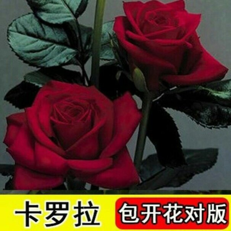 玫瑰花苗盆栽室内绿植花卉蓝色妖姬修剪发货