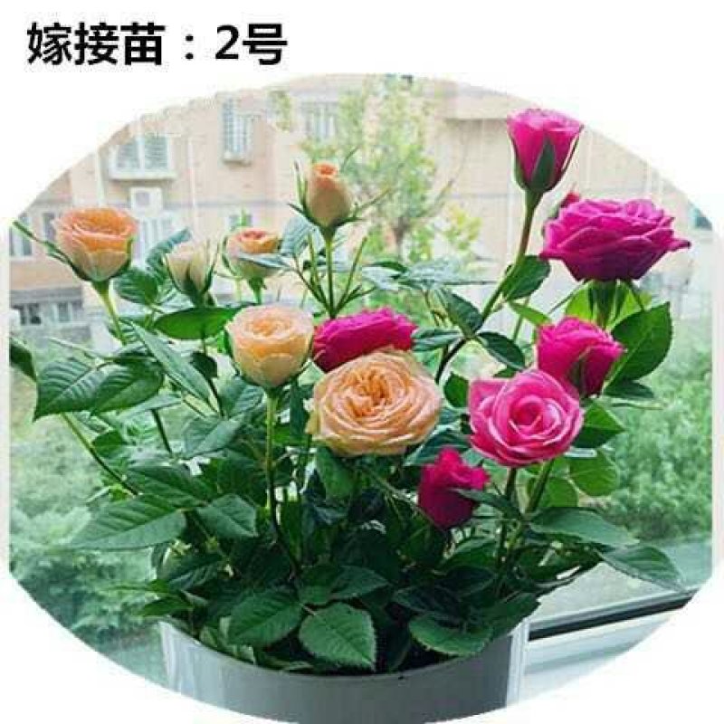 玫瑰花苗盆栽室内绿植花卉蓝色妖姬修剪发货