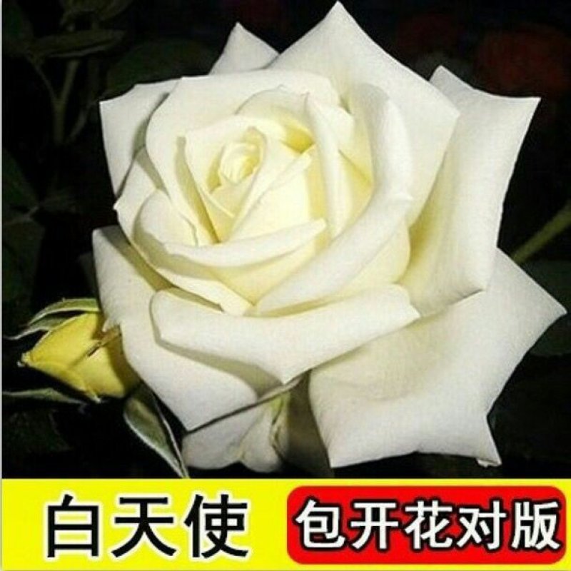 玫瑰花苗盆栽室内绿植花卉蓝色妖姬修剪发货