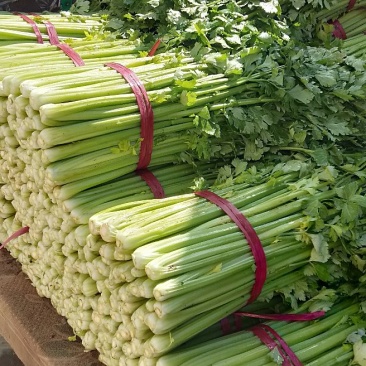 河北精品芹菜细棵无空心价格优质量好产地直发