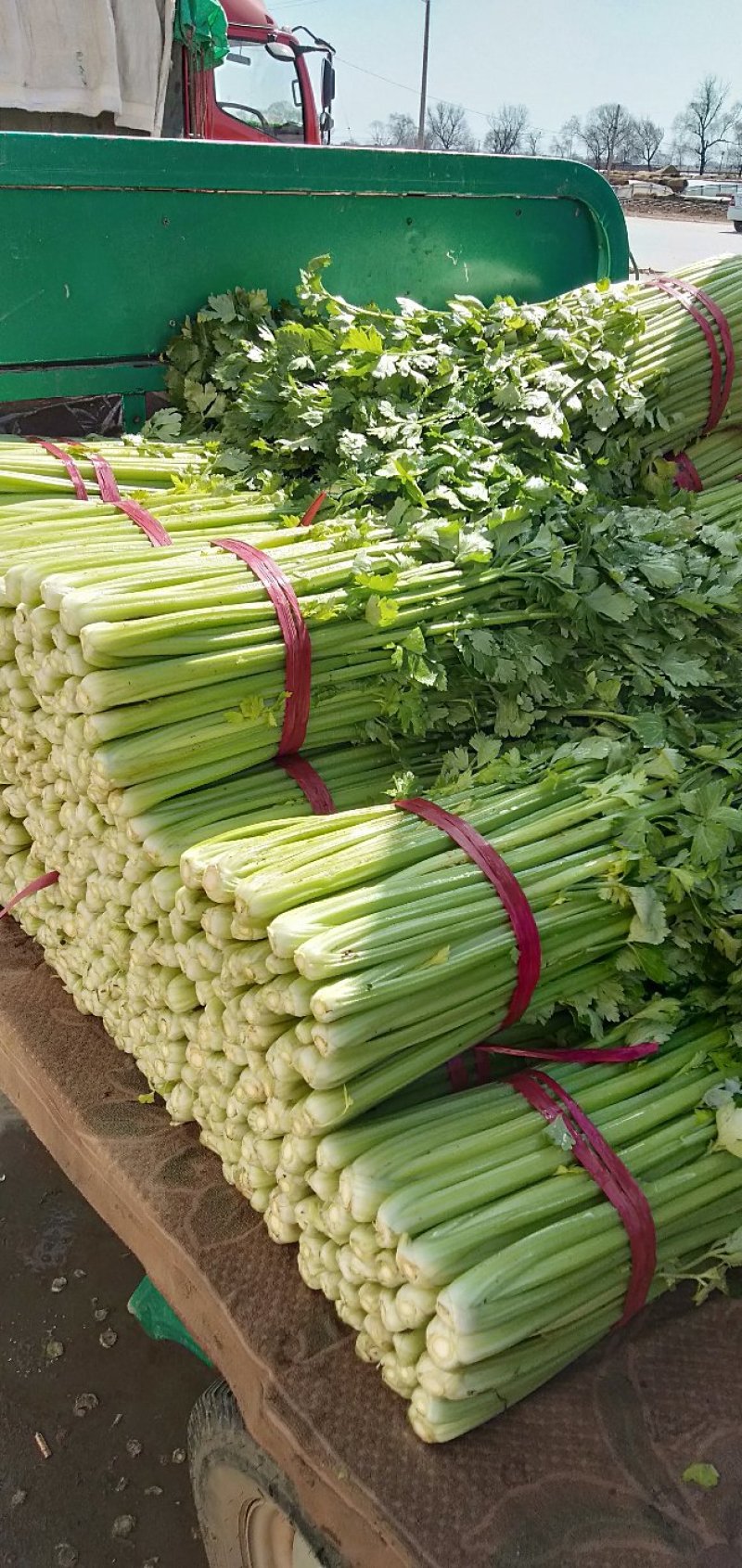 河北精品芹菜细棵无空心价格优质量好产地直发
