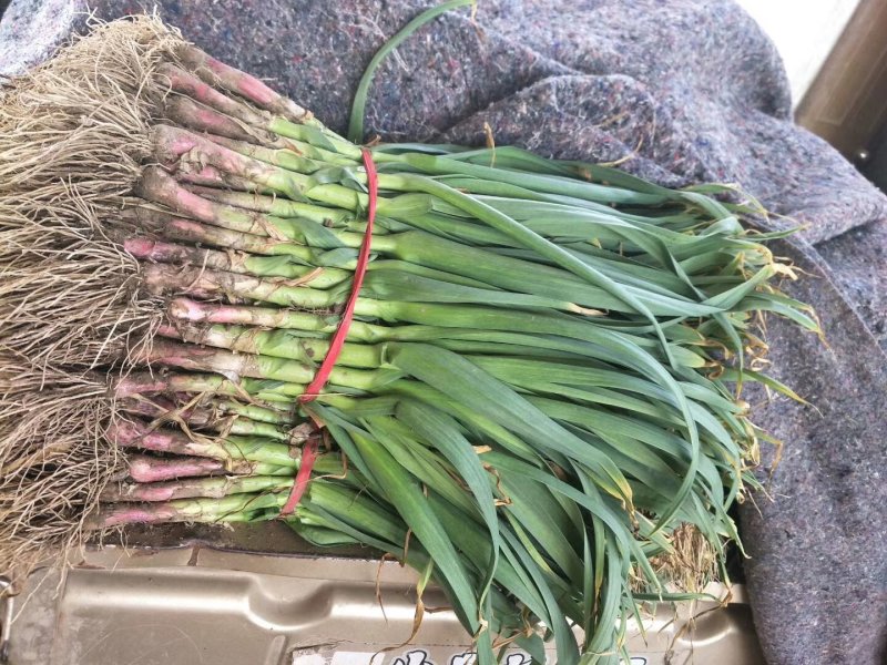 精品红根蒜苗大量有货中《产地大量有货货源充足》