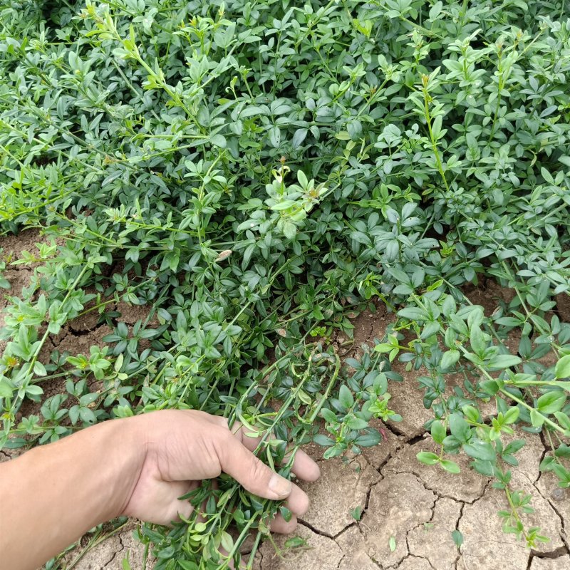 产地直供迎春迎夏黄馨色块苗木适合工程绿化品种齐全量大