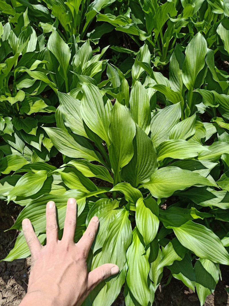 产地直供玉簪苗金边玉簪青叶玉簪观叶植物庭院工程绿化苗